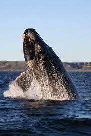 Tour from December to April in which the whales are easier to see.